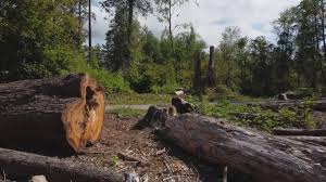 Best Lot and Land Clearing  in Southaven, MS