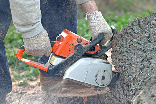 Best Tree Health Inspection  in Southaven, MS