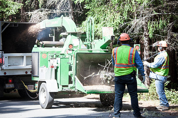 Best Tree Removal  in Southaven, MS